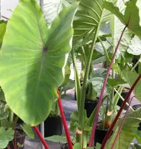 COLOCASIA esculenta Hawaiian Punch