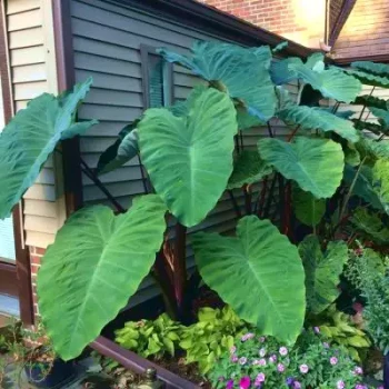 COLOCASIA esculenta Metallica