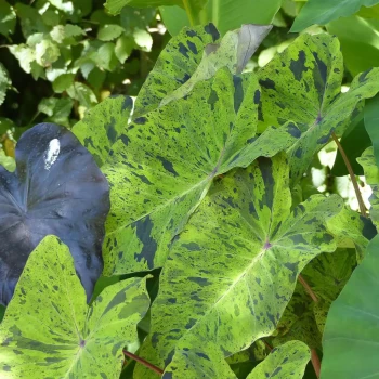 COLOCASIA esculenta Mojito