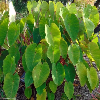 COLOCASIA esculenta Pink China