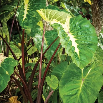 COLOCASIA esculenta White Lava