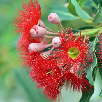 CORYMBIA ficifolia