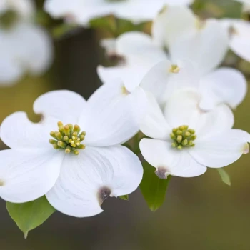 CORNUS florida Red Giant