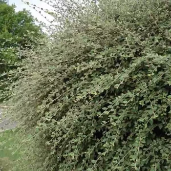 COTONEASTER franchetti