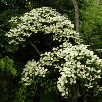 CORNUS hongkongensis Gekou