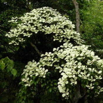 CORNUS hongkongensis Gekou