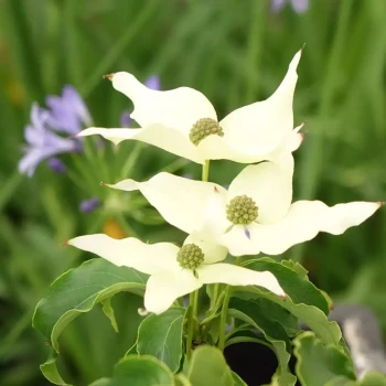 CORNUS kousa Big Apple