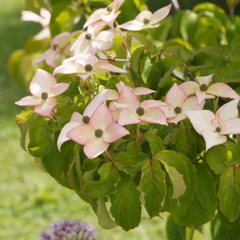 CORNUS kousa Beni Fuji