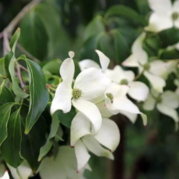 CORNUS kousa Blue Shadow