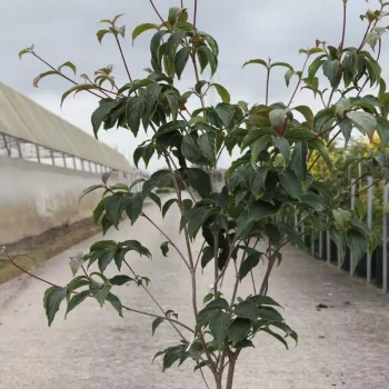 CORNUS kousa Copacabana