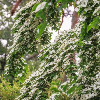 CORNUS kousa Nicole