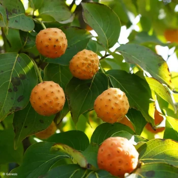 CORNUS kousa var. chinensis