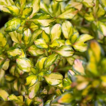 COPROSMA x Lemon and Lime