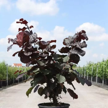 CORYLUS maxima Purpurea