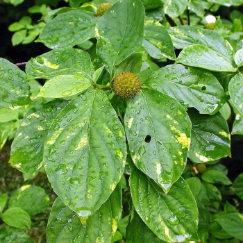 CORNUS nuttallii Eddie's White Wonder