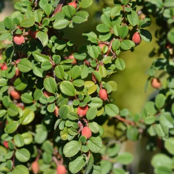 COTONEASTER procumbens Streib's Finding
