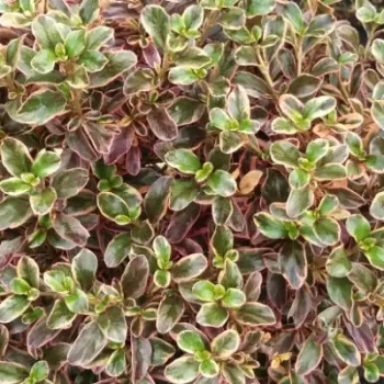 COPROSMA x Rainbow Surprise