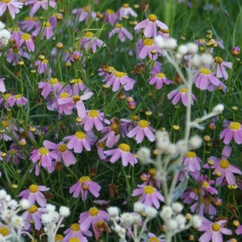 COREOPSIS rosea American Dream