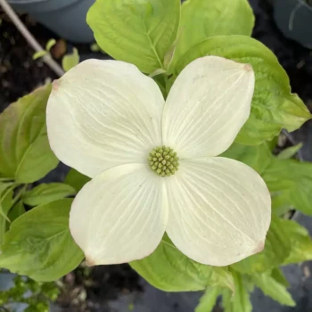 CORNUS rutgersensis Aurora