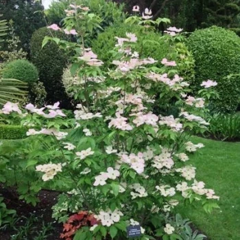 CORNUS rutgersensis Stellar Pink