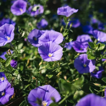 CONVOLVULUS sabatius Blue Cascade