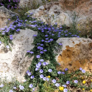 CONVOLVULUS sabatius Deep Blue