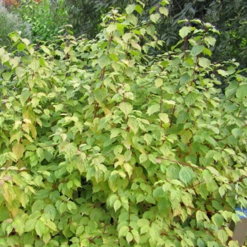 CORNUS sanguinea Anny's Winter Orange