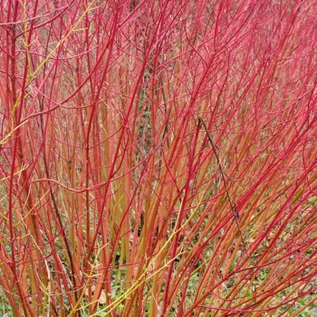 CORNUS sanguinea Midwinter Fire