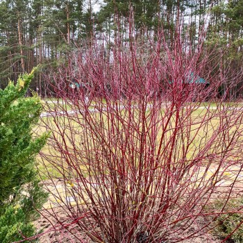 CORNUS sanguinea