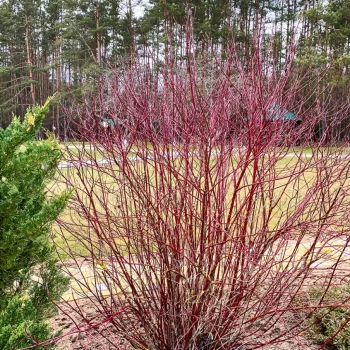 CORNUS sanguinea