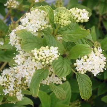 CORNUS stolonifera Flaviramea