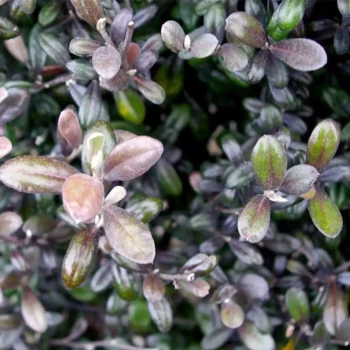 COROKIA virgata Sunsplash