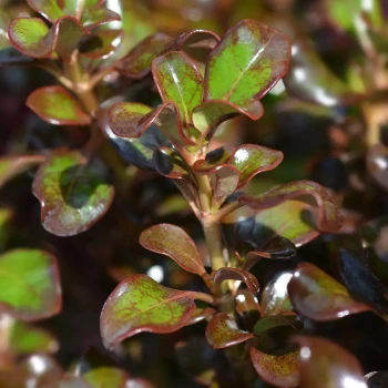COPROSMA x Chocolate Soldier