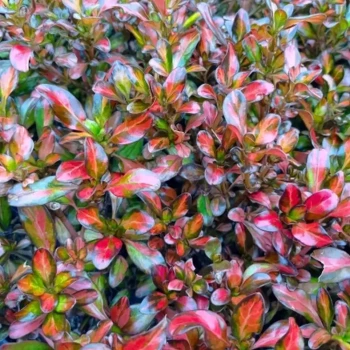 COPROSMA x City Knights