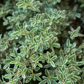 COPROSMA x kirkii Variegata