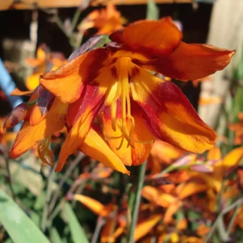 CROCOSMIA crocosmiflora George Davidson