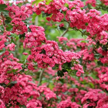 CRATAEGUS laevigata Paul's Scarlet