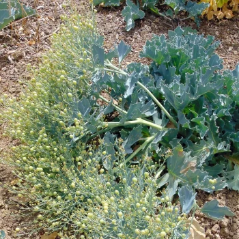 CRAMBE maritima