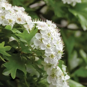CRATAEGUS monogyna