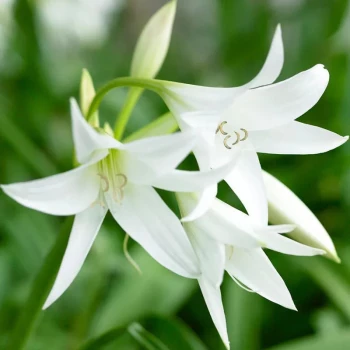 CRINUM powellii Album