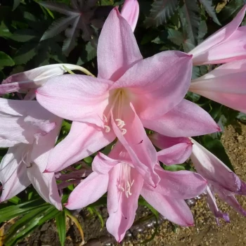 CRINUM powellii Rosea