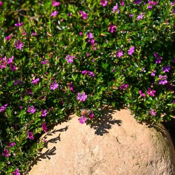 CUPHEA hyssopifolia Rubra