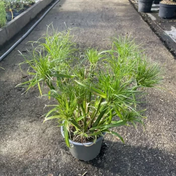 CYPERUS papyrus Nofretete