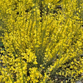 CYTISUS x praecox All Gold
