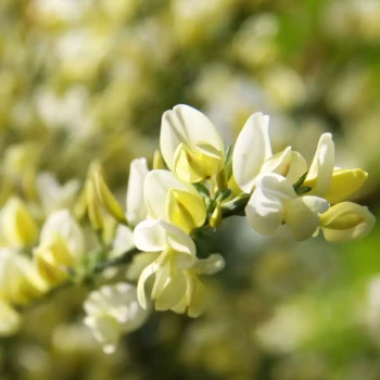 CYTISUS x praecox Zeelandia
