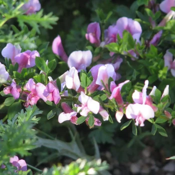 CYTISUS racemosus