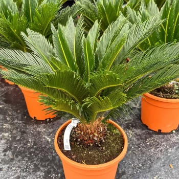 CYCAS revoluta
