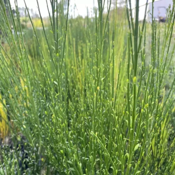 CYTISUS scoparius