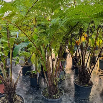 CYATHEA tomentosissima