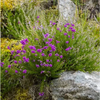 DABOECIA cantabrica Atropurpurea